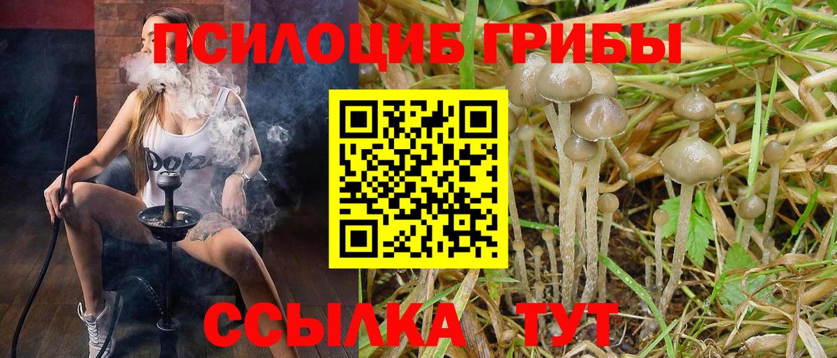 Псилоцибиновые грибы Psilocybe Луга